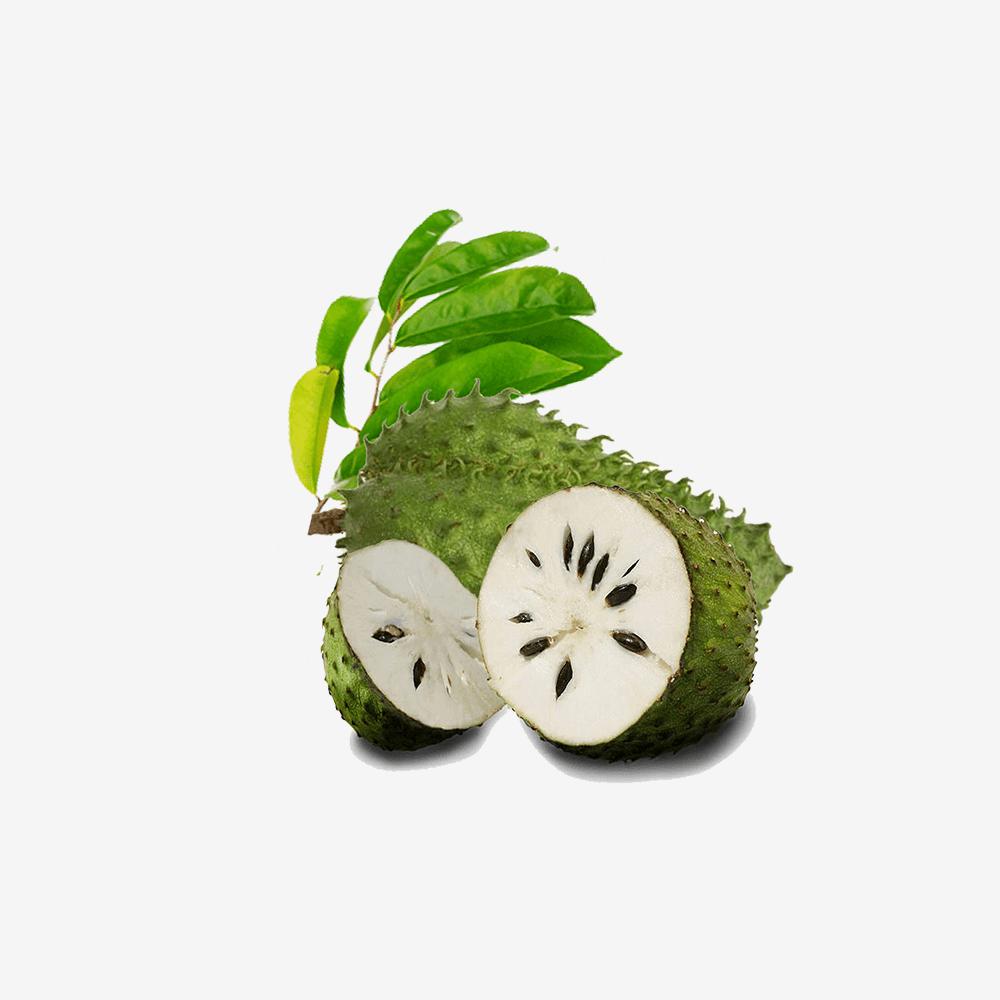 American Sugar-apple